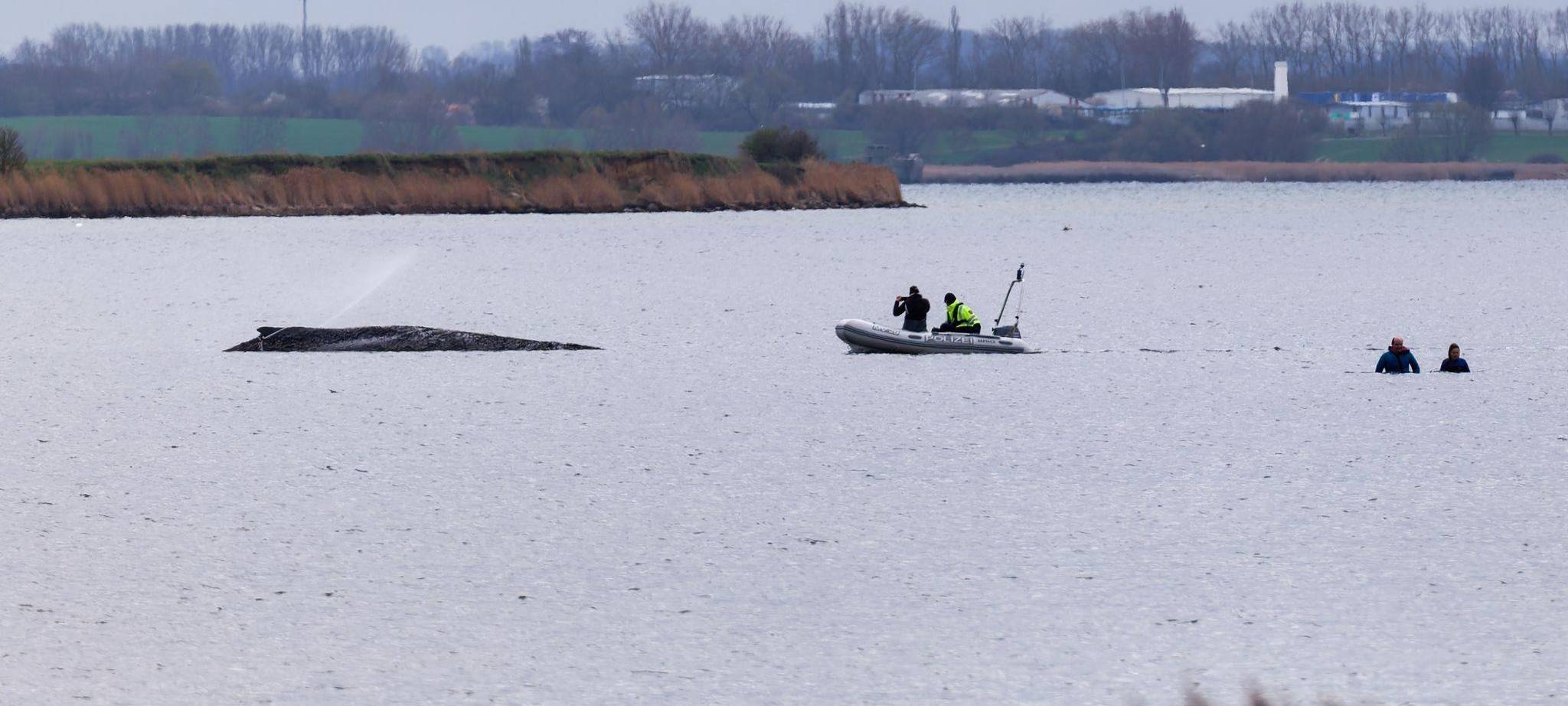 Buckelwal liegt weiter in Wismarbucht