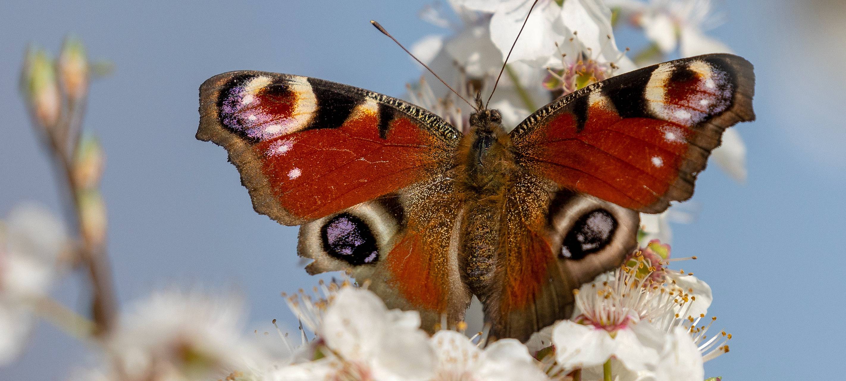 BUND lädt Kinder zu Natur-Entdeckertagen ein