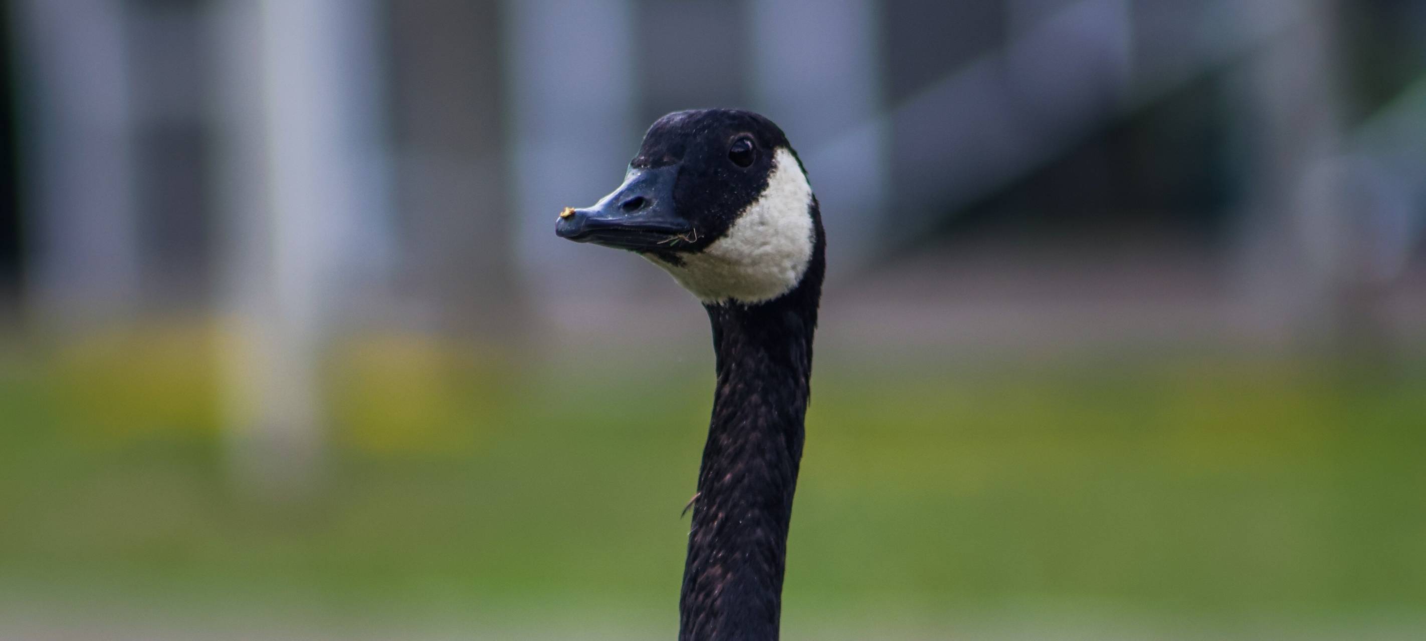 Zu viele Gänse in Mülheim? Zählung soll Klarheit bringen