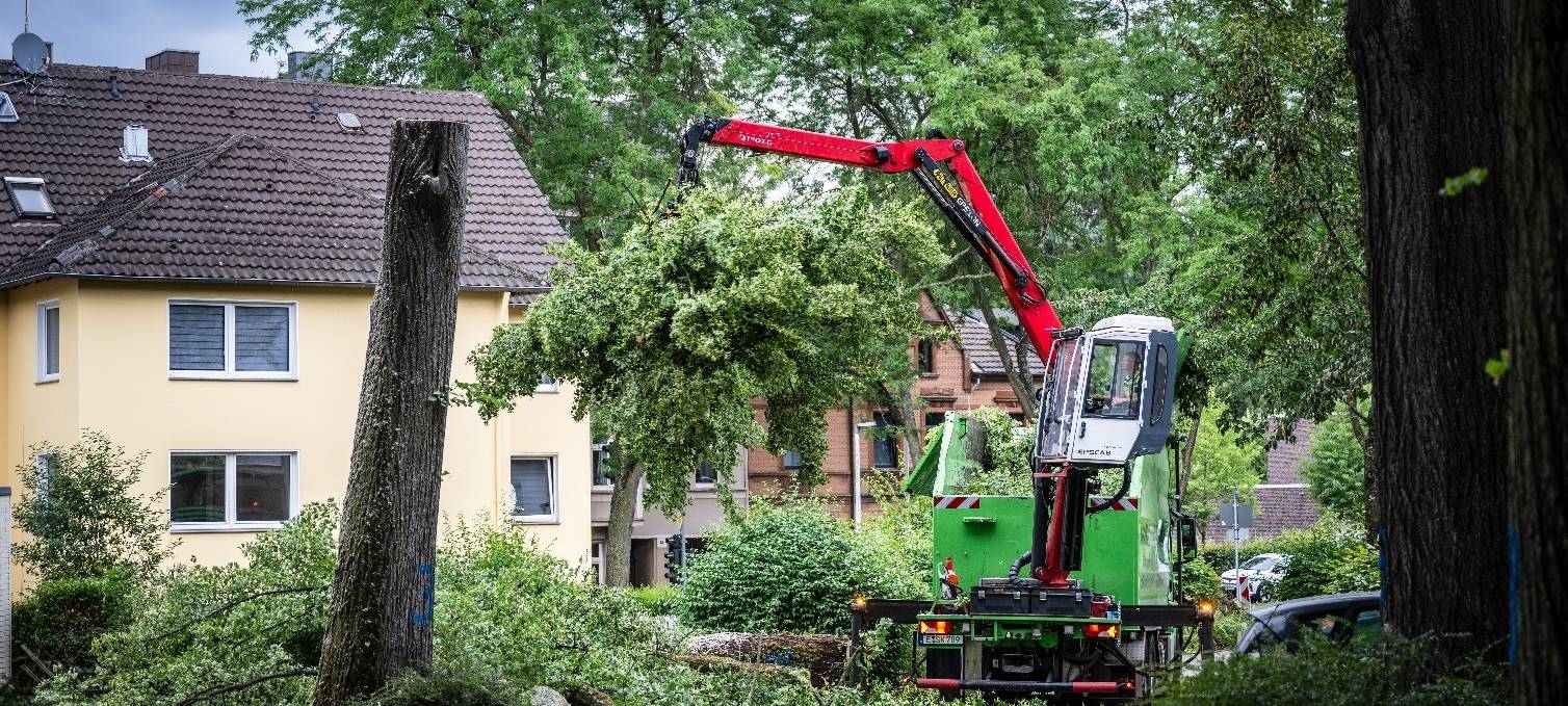Pilzbefall: Kahlschlag im Dichterviertel