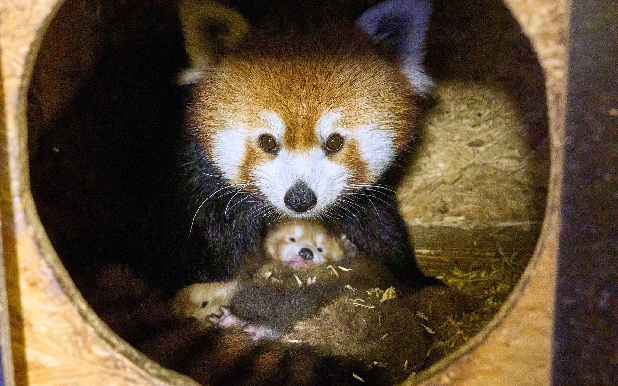 Rote Pandas im Klever Tierpark geboren