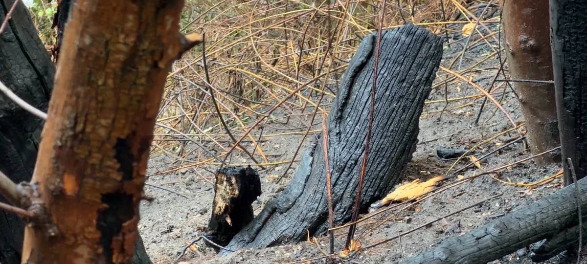 A52: Böschungsbrand gelöscht