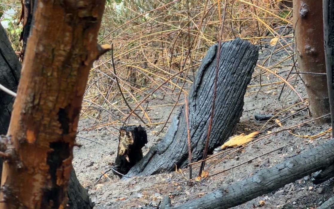 A52: Böschungsbrand gelöscht