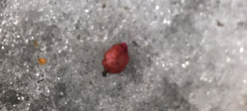 Hundeköder sind vermutlich nur Efeu-Beeren