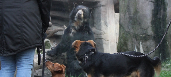 Zoo Duisburg lässt jetzt täglich Hunde rein